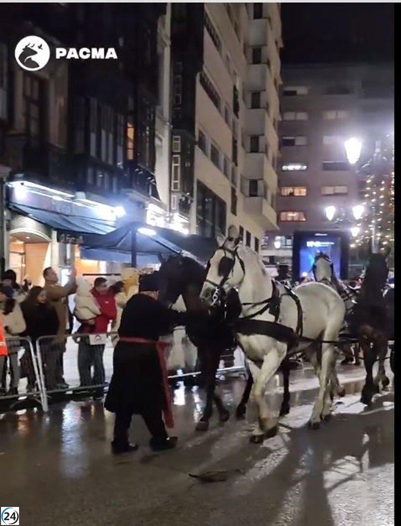 Pacma responsabiliza al Ayuntamiento por la trágica caída de dos caballos en la tradicional cabalgata de Reyes