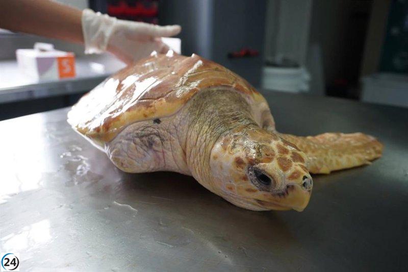 El Bioparc Acuario de Gijón libera dos tortugas bobas rehabilitadas en el mar