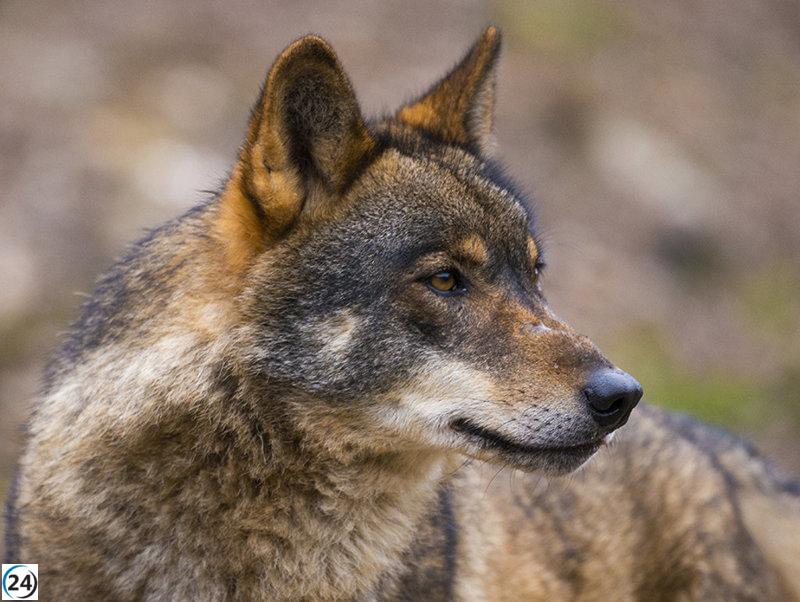 Pacma exige al Gobierno salvaguardar la protección del lobo ante la desprotección en Europa.