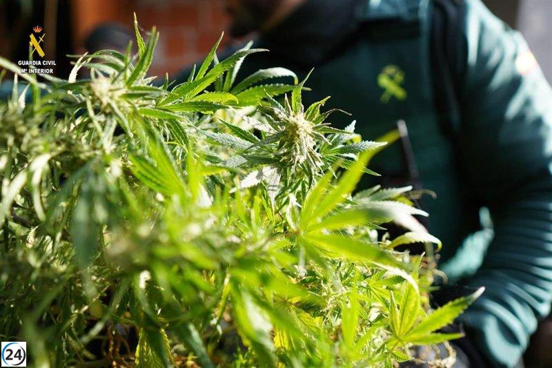 La Guardia Civil incauta más de 9 kilos de marihuana y arresta a un individuo en Ribadesella.