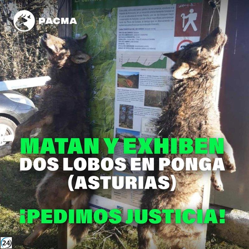 Pacma denuncia el hallazgo de lobos colgados en Ponga y reclama justicia ante la inacción de las autoridades.