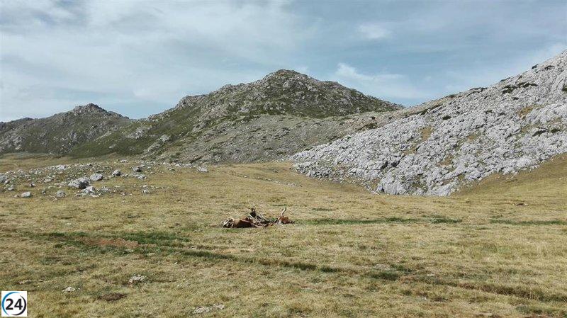 Asturias en alerta amarilla: pronóstico de fuertes vientos y peligro de incendios este miércoles.