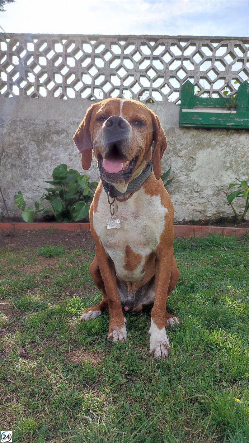 Cierre de la campaña de control canino en SMRA refleja un incremento en el registro de mascotas.