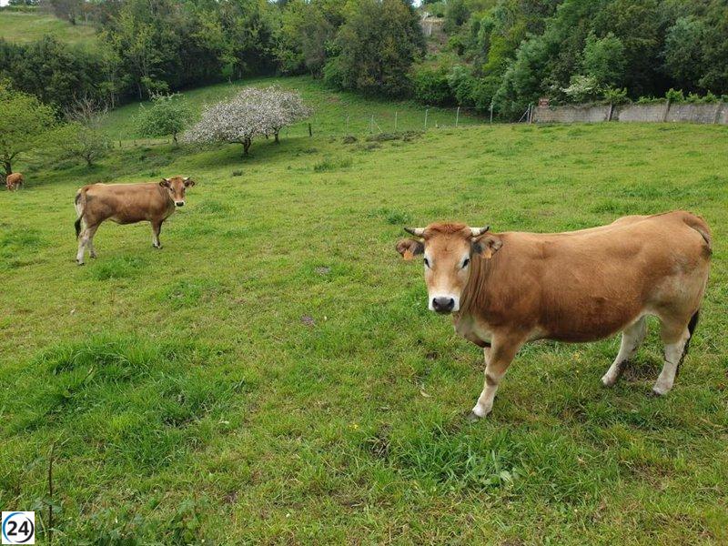La URA señala una caída de 614 solicitantes de la PAC, reflejando la crisis del sector agrícola en Asturias.