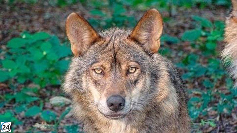 El censo revela que España cuenta con 333 manadas de lobos, 45 de ellas en Asturias, lejos de las 500 necesarias para su supervivencia.