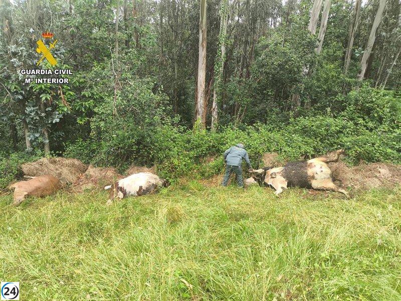 Guardia Civil indaga a residente de Pravia tras el tiroteo de tres vacas.