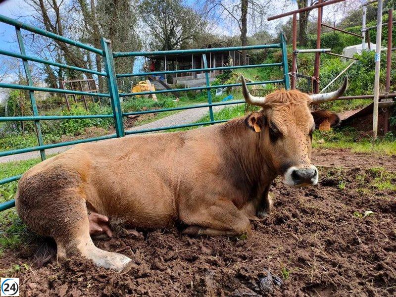 La Consejería de Medio Rural defiende su enfoque sobre el lobo y exige al PP que asuma su responsabilidad con el sector primario.