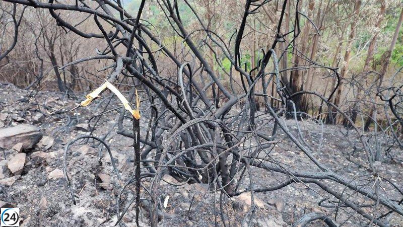 Asturias en alerta: dieciséis municipios enfrentan riesgo de incendios según el SEPA.