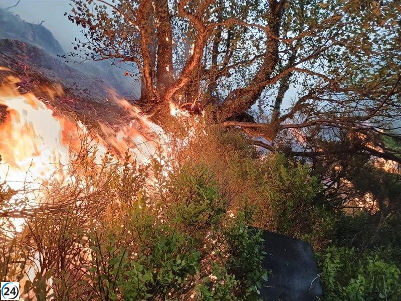 Ecologistas exigen revertir la concesión de ayudas de la PAC en terrenos afectados por incendios.