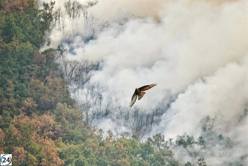 Nueve localidades en Asturias sufren el impacto de los incendios forestales.