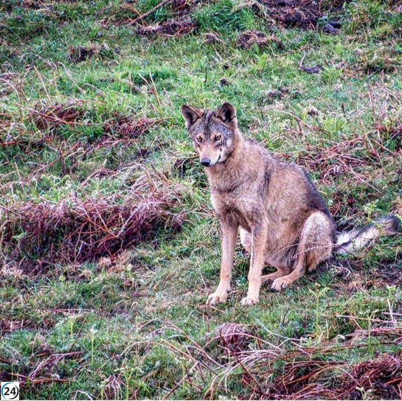 PACMA denuncia irregularidades en los informes del plan de control del lobo.