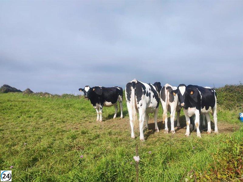 Asturias cancela ferias ganaderas ante el brote de dermatosis nodular.