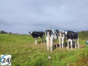 Asturias cancela ferias ganaderas ante el brote de dermatosis nodular.