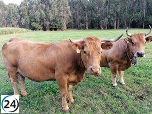 PP aboga por medidas estrictas para frenar la llegada de animales de áreas afectadas por Dermatosis Nodular.