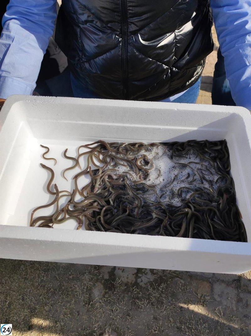 Pescadores de anguila alertan sobre los riesgos de la prohibición y defienden que la pesca no es la causa del problema.