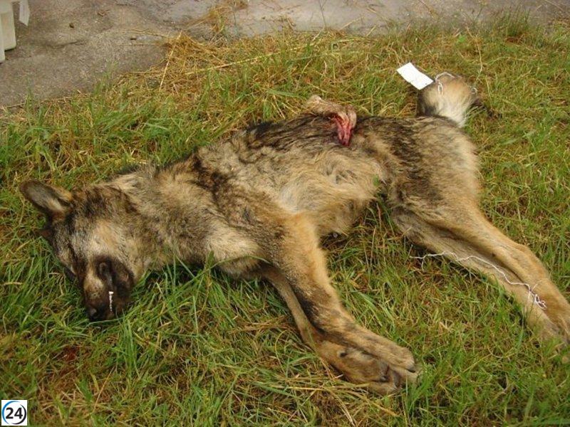 Activistas por la protección del lobo en Asturias protestan frente a la Junta General exigiendo la destitución del consejero Marcelino Marcos.