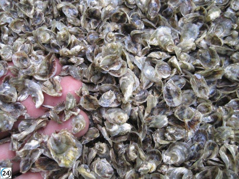 Centro de Investigación Pesquera produce ostra autóctona con semilla de la ría del Eo.