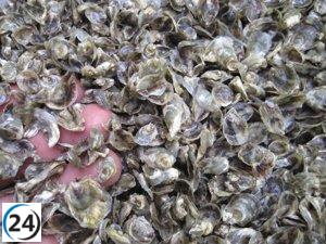 Centro de Investigación Pesquera produce ostra autóctona con semilla de la ría del Eo.