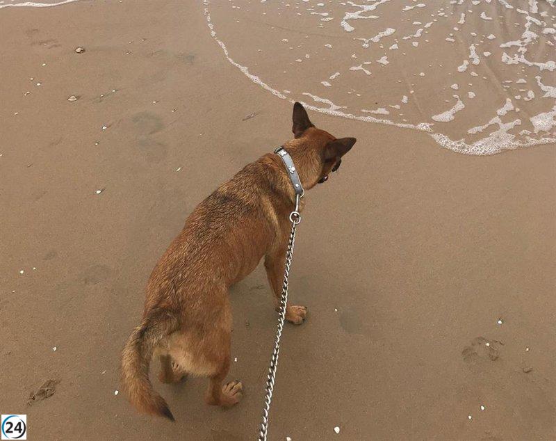 Playas caninas sin evaluación ambiental previa señaladas por Ecologistas como causa de banderas negras en 2023.