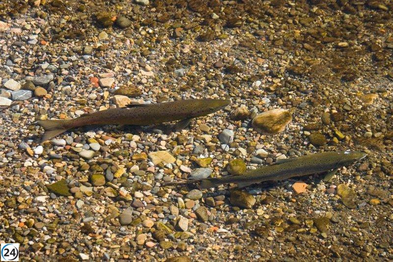Principado y pescadores, culpables de acabar con los salmones, según la Coordinadora Ecologista.