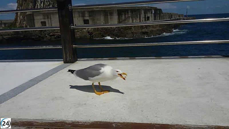 Exitosa campaña de control de gaviotas en Avilés: Retiran 98 nidos con 53 huevos y 110 pollos