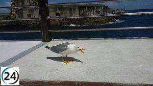 Exitosa campaña de control de gaviotas en Avilés: Retiran 98 nidos con 53 huevos y 110 pollos