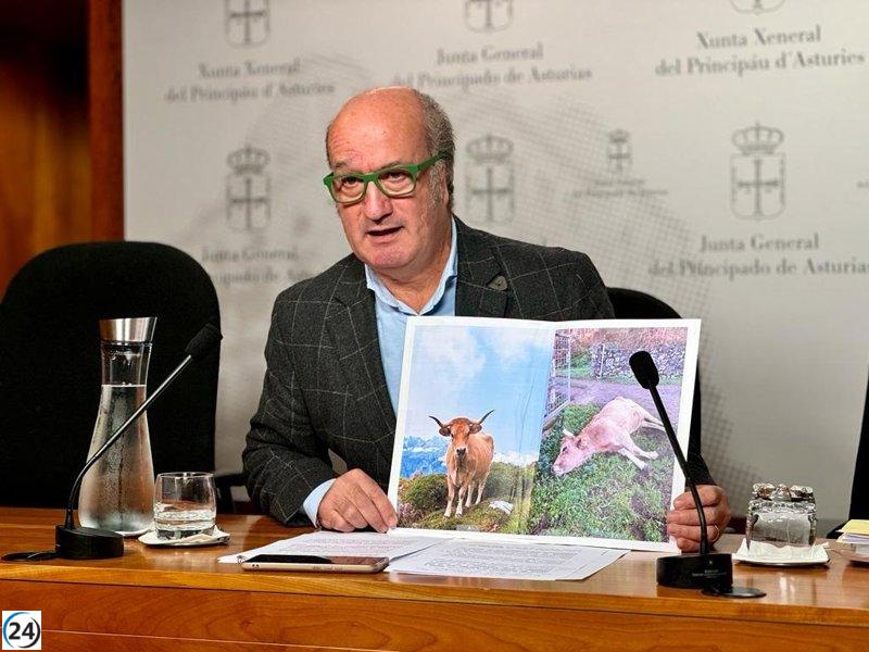 El PP presiona para que los ganaderos asturianos reciban de inmediato los anticipos de la PAC