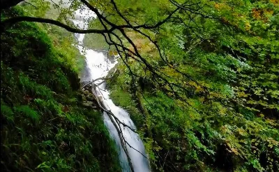 El Hayedo de Montegrande: un bosque espectacular en Asturias