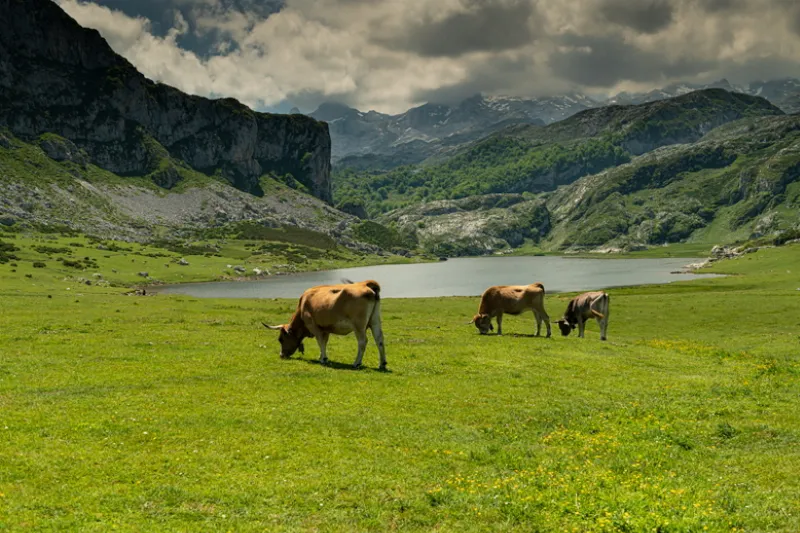 Los Lagos de Covadonga: un paisaje de ensueño