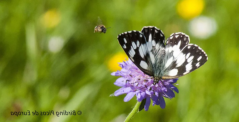 Observación de aves en los Picos de Europa