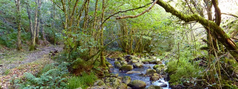 El bosque encantado de Muniellos en ruta de senderismo